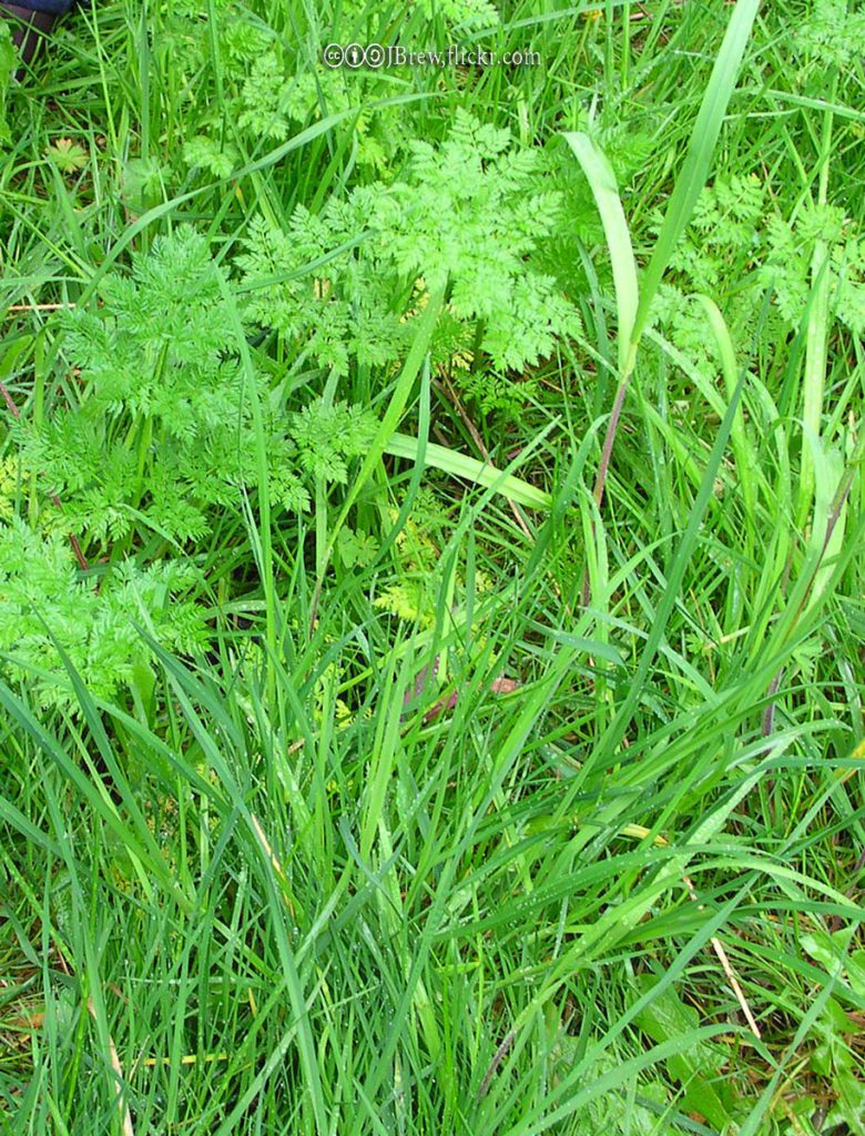 Poison Hemlock