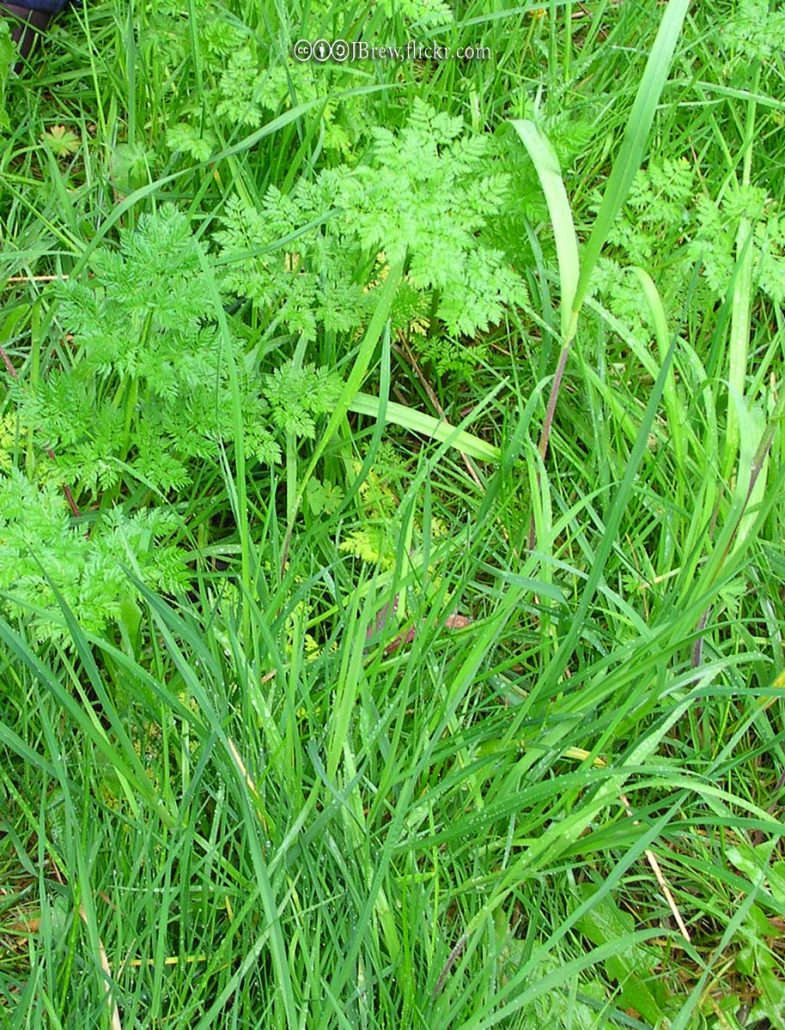 Poison Hemlock