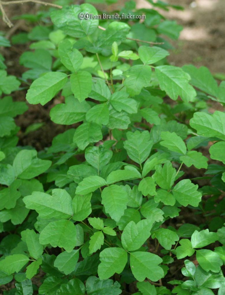 Poison Oak