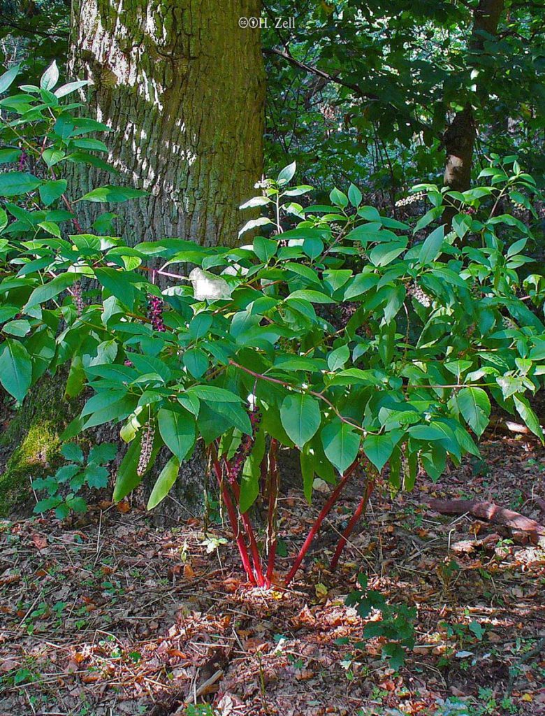 Pokeweed