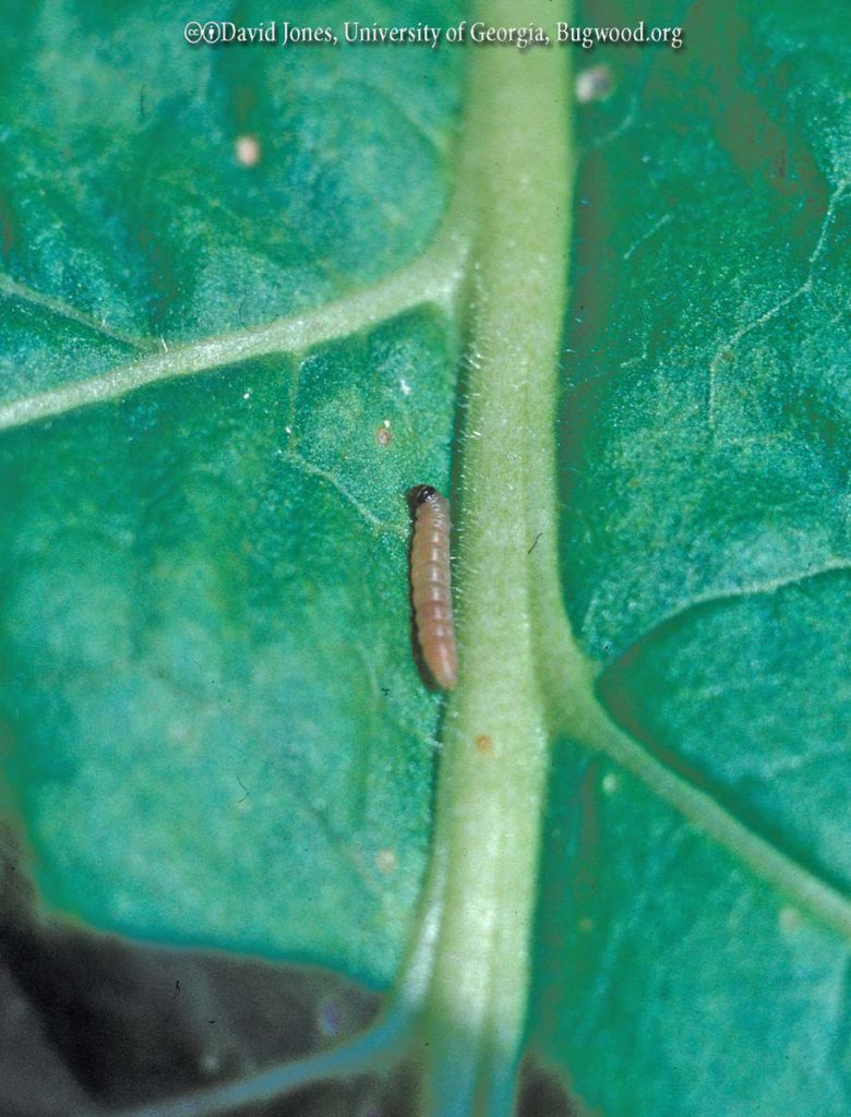 Potato Tuberworms
