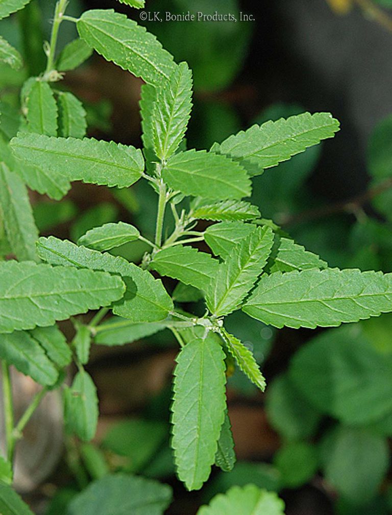 Prickly Sida