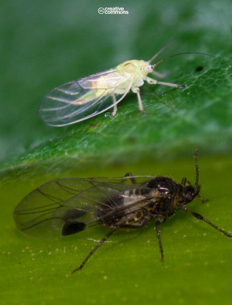 Psyllids