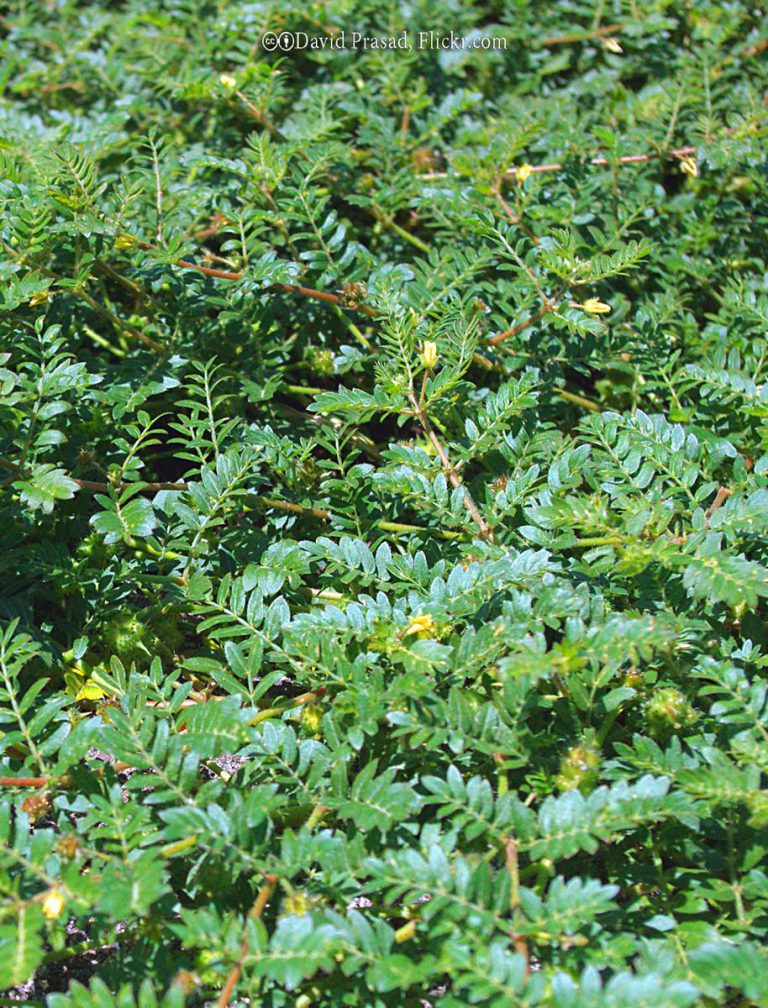 Puncture Vine
