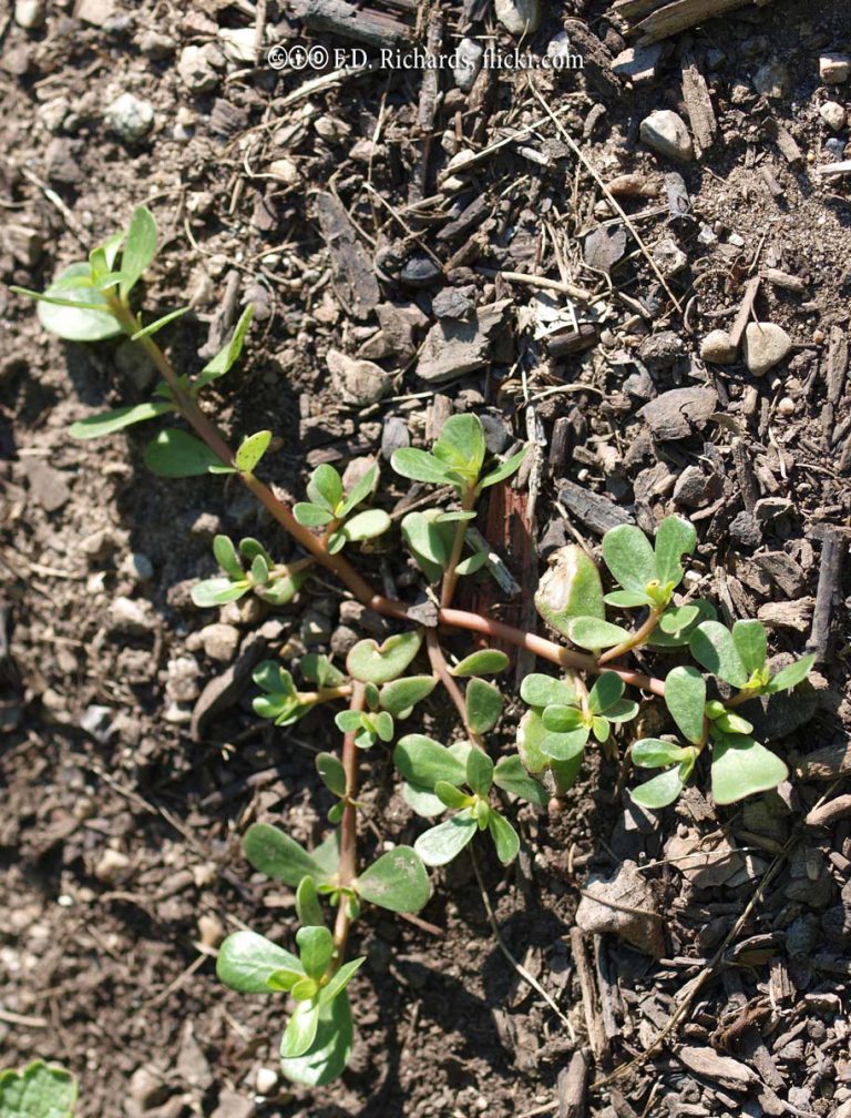 Purslane
