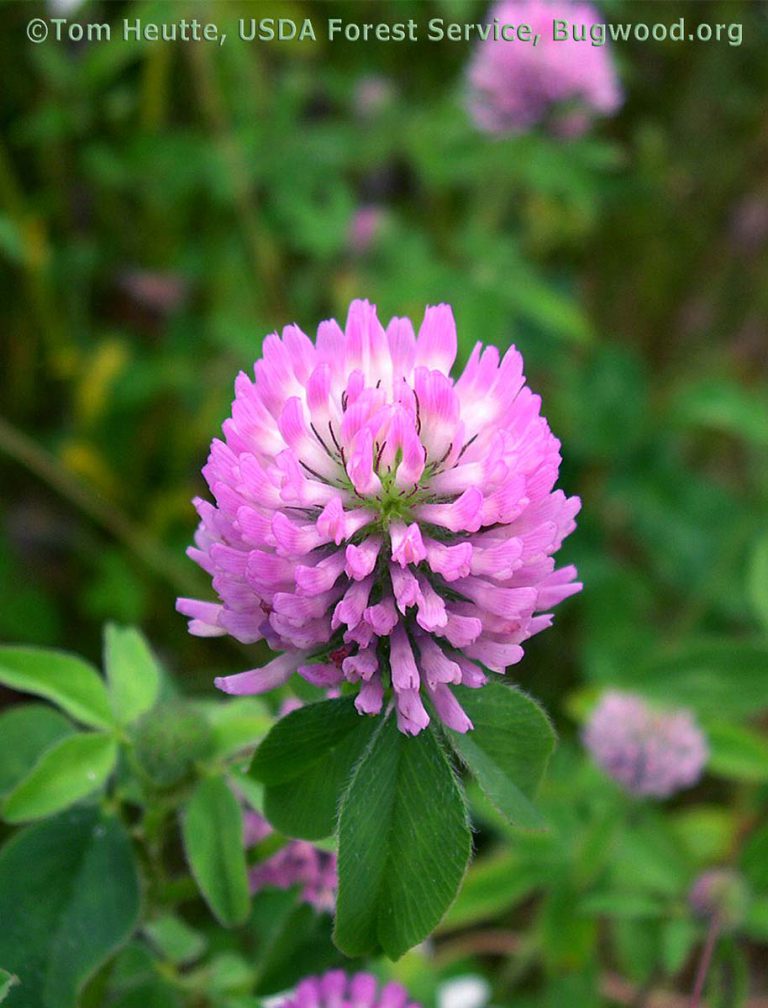 Clover, Red