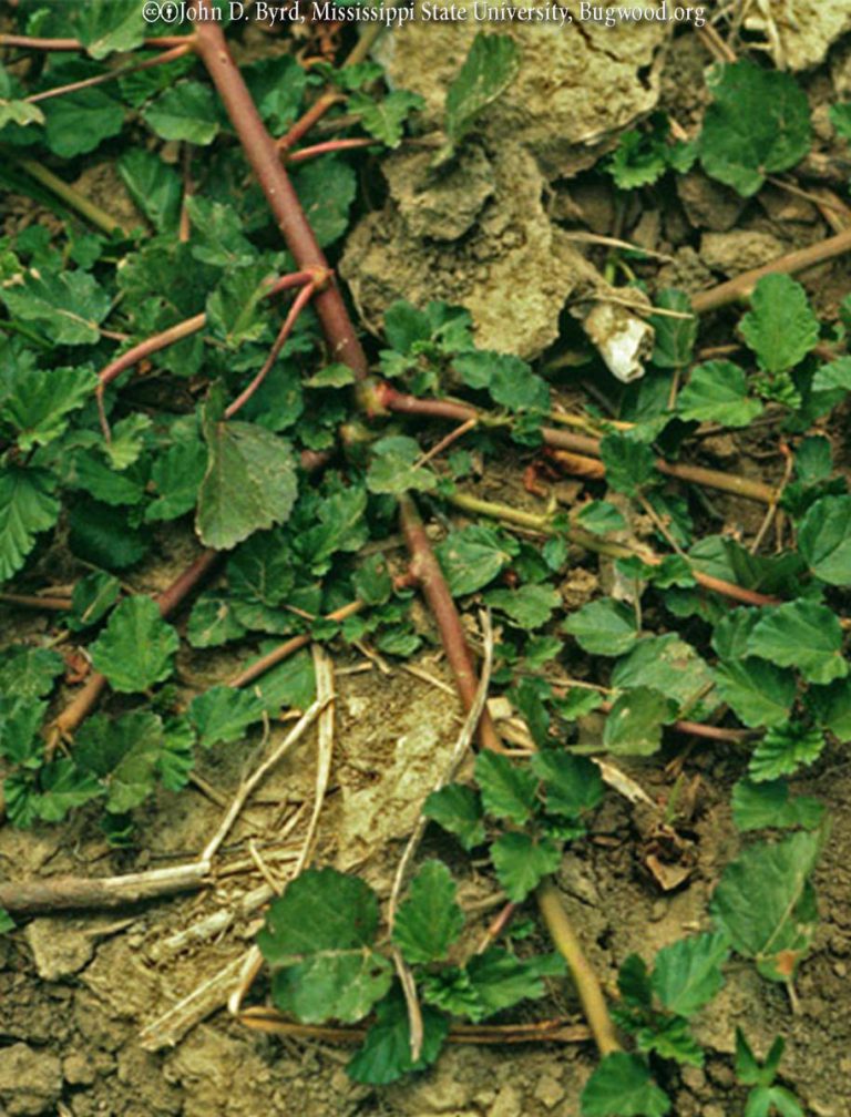 Red Weed