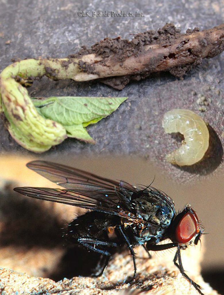 Seed Maggots