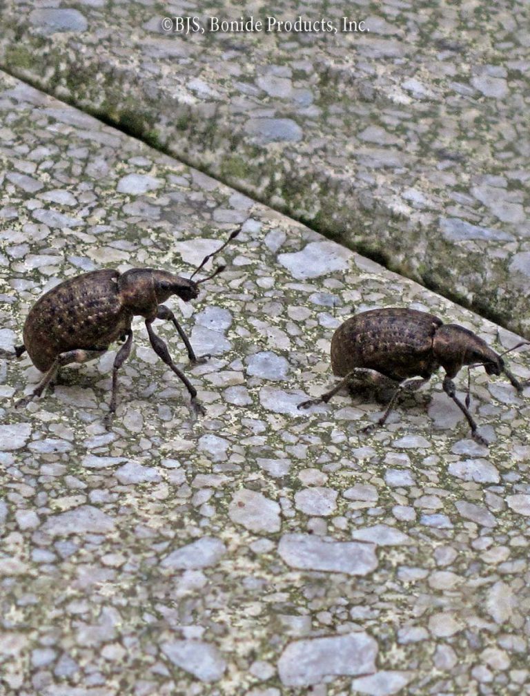 Root Weevils