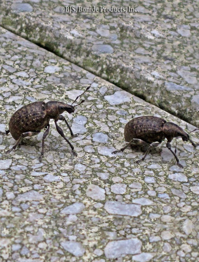 Root Weevils