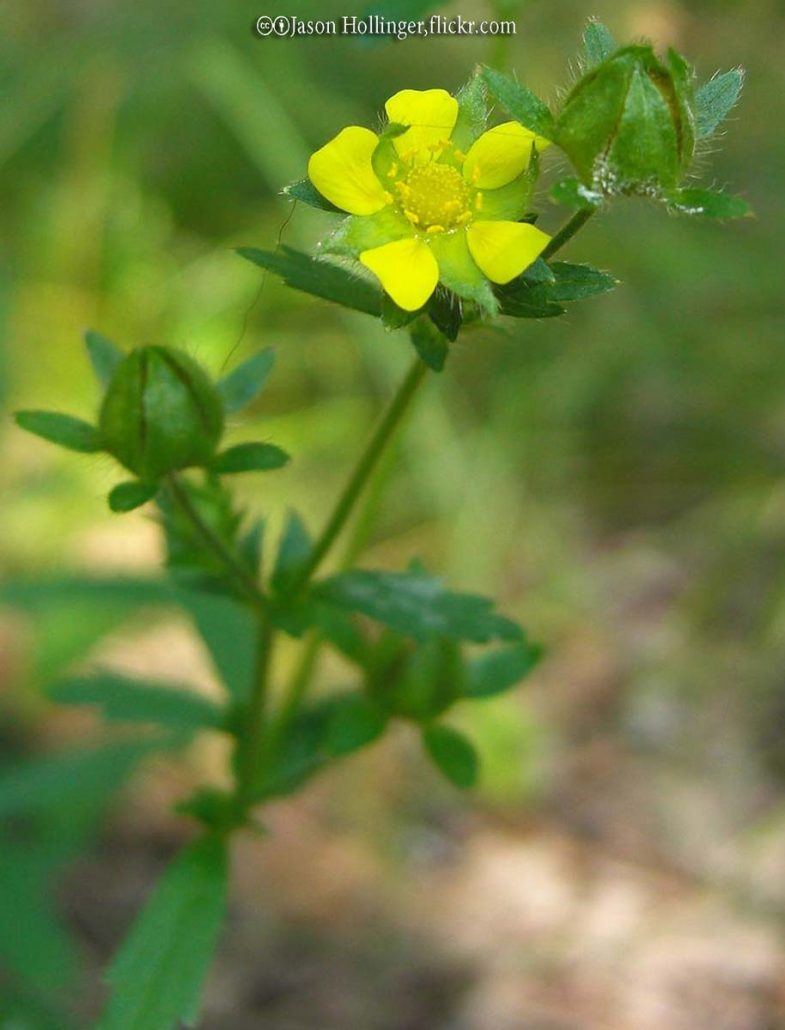 Cinquefoil, Rough