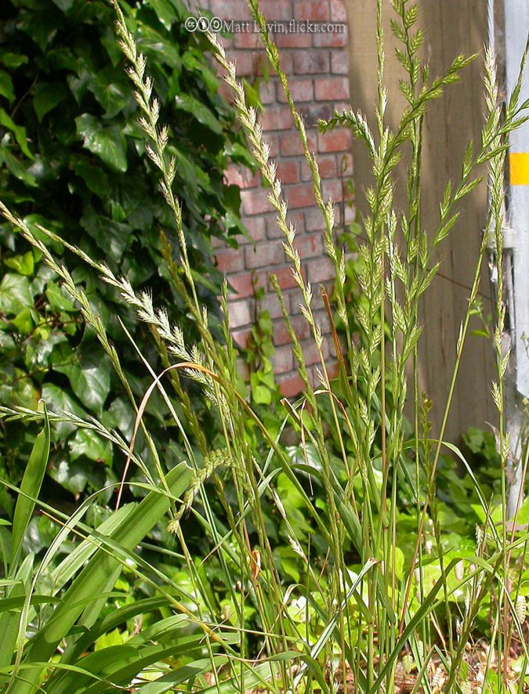 Ryegrass