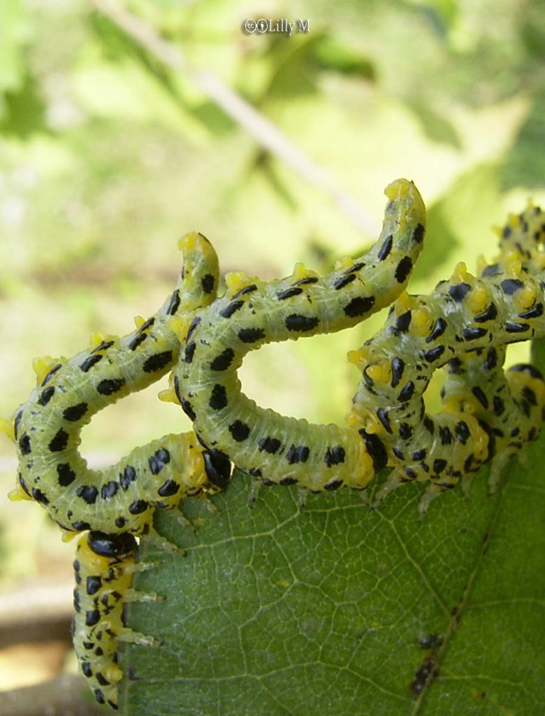 Sawflies