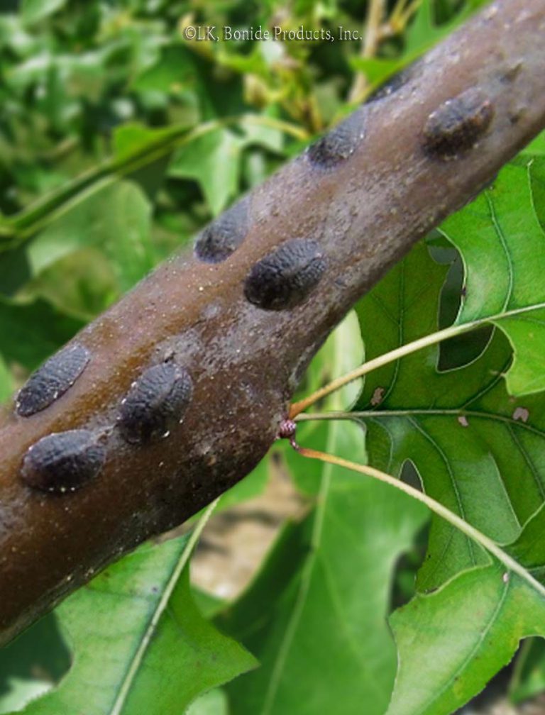 Scale Insects