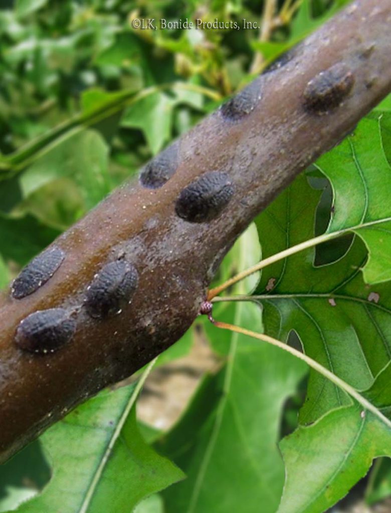 Scale Insects