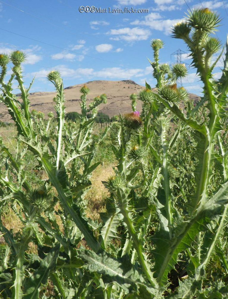 Thistle, Scotch
