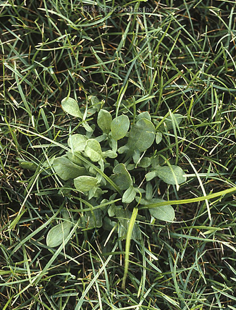 Sorrel, Sheep