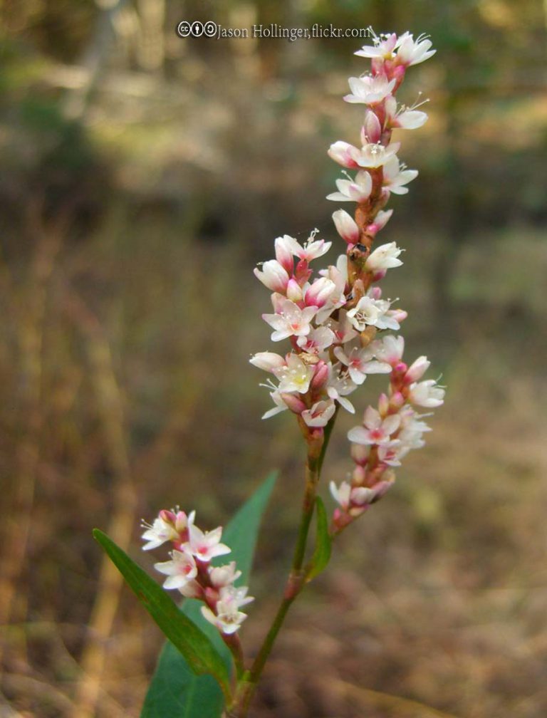 Smartweed