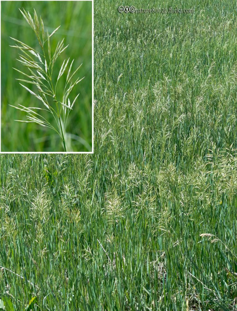 Smooth Broomegrass