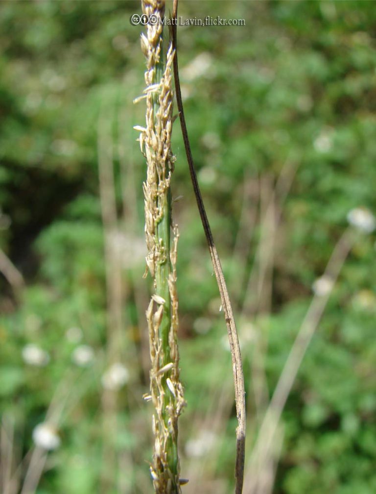 Smutgrass