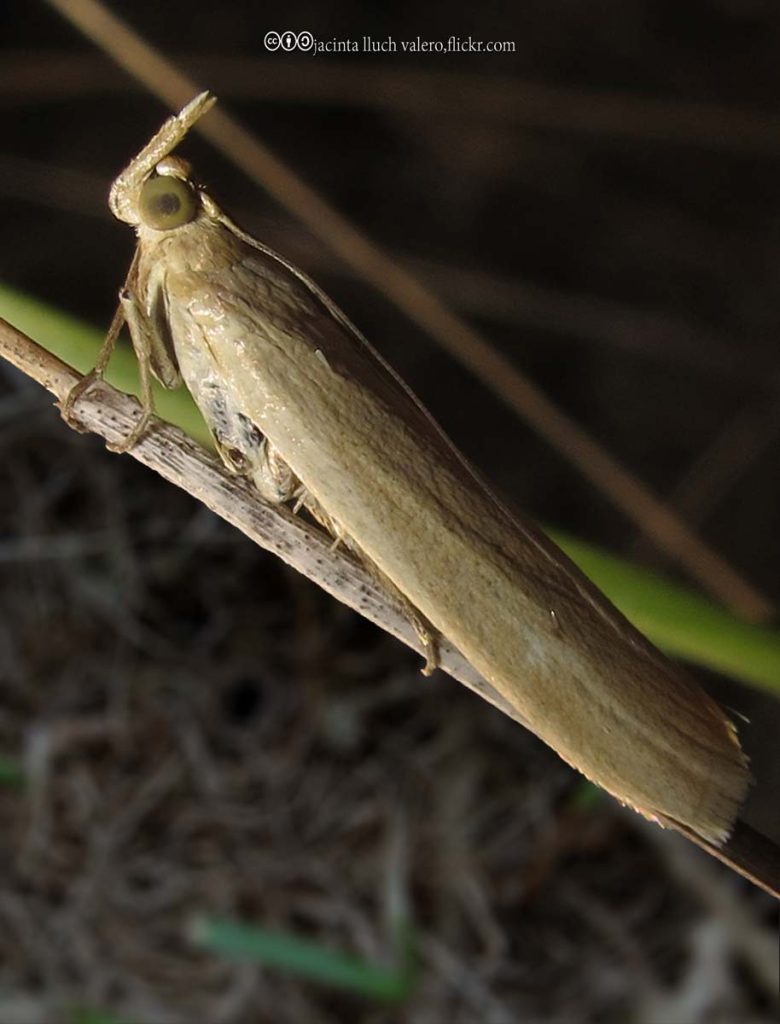 Sod Webworms