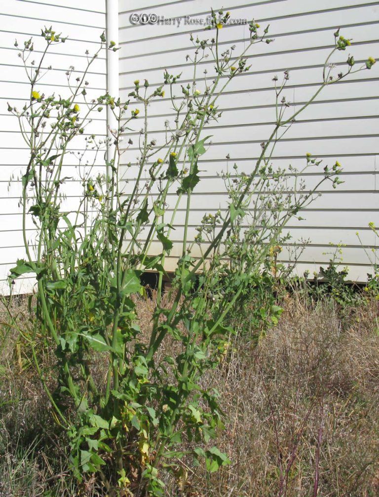 Thistle, Sow