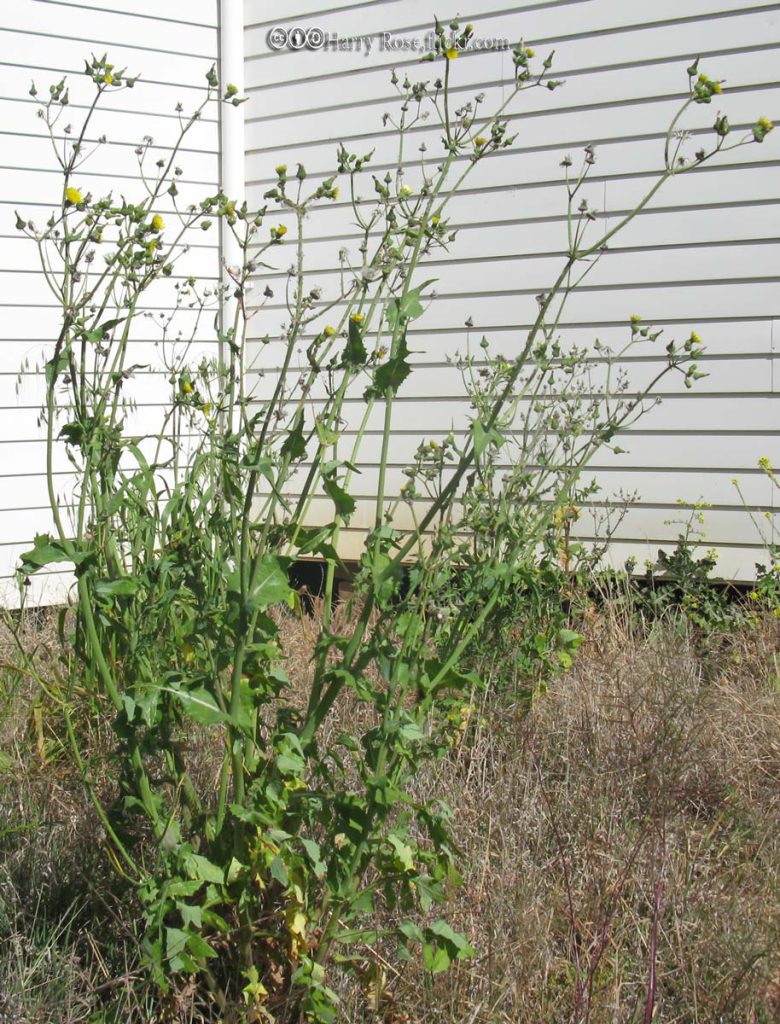 Thistle, Sow