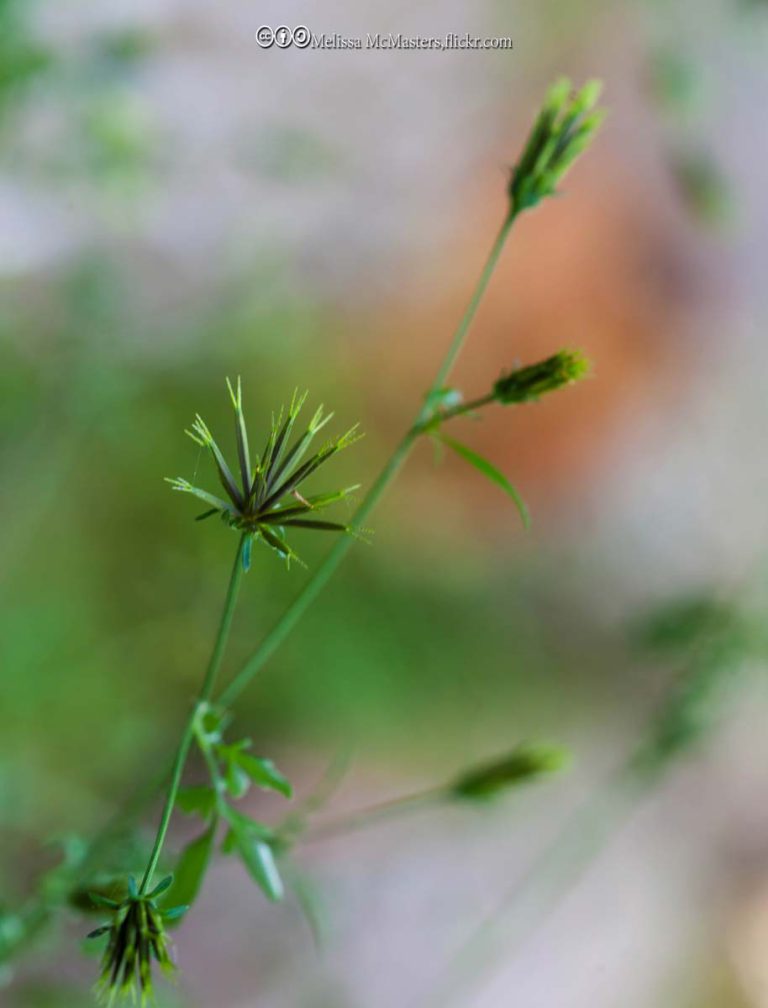 Spanishneedle