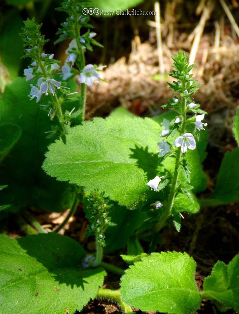 Speedwell