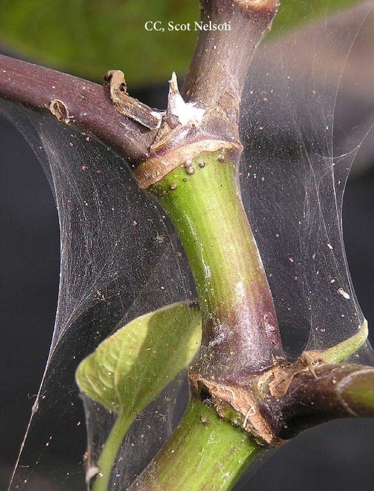 Spider Mites