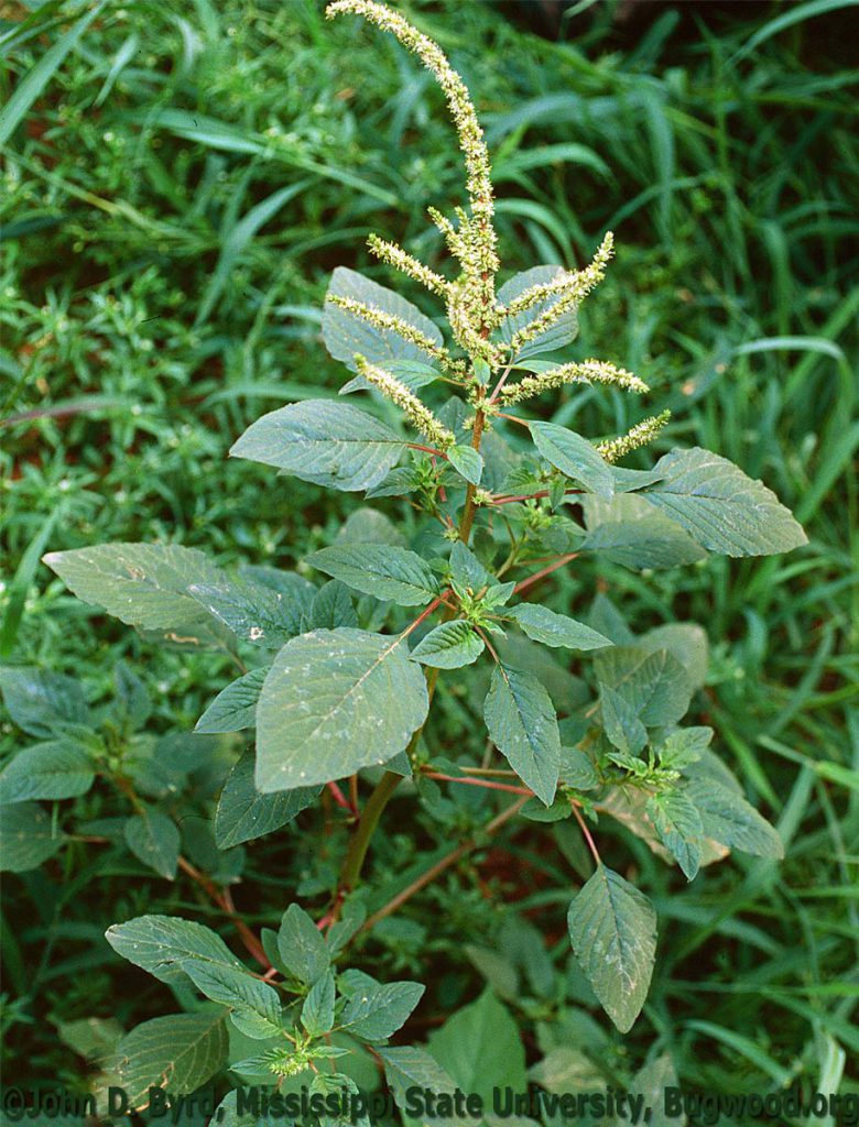 Amaranth, Spiny
