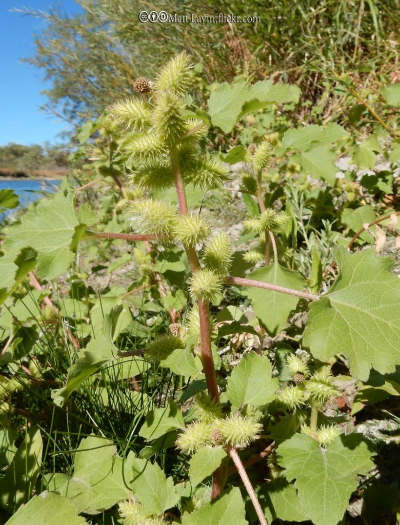 Cocklebur, Spiny