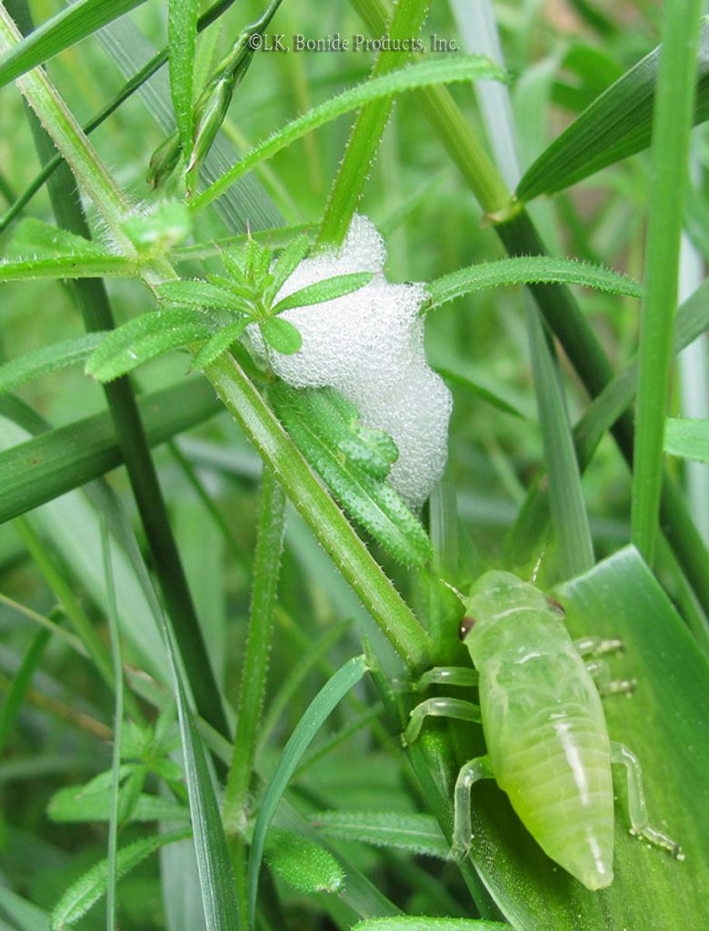 Spittlebugs