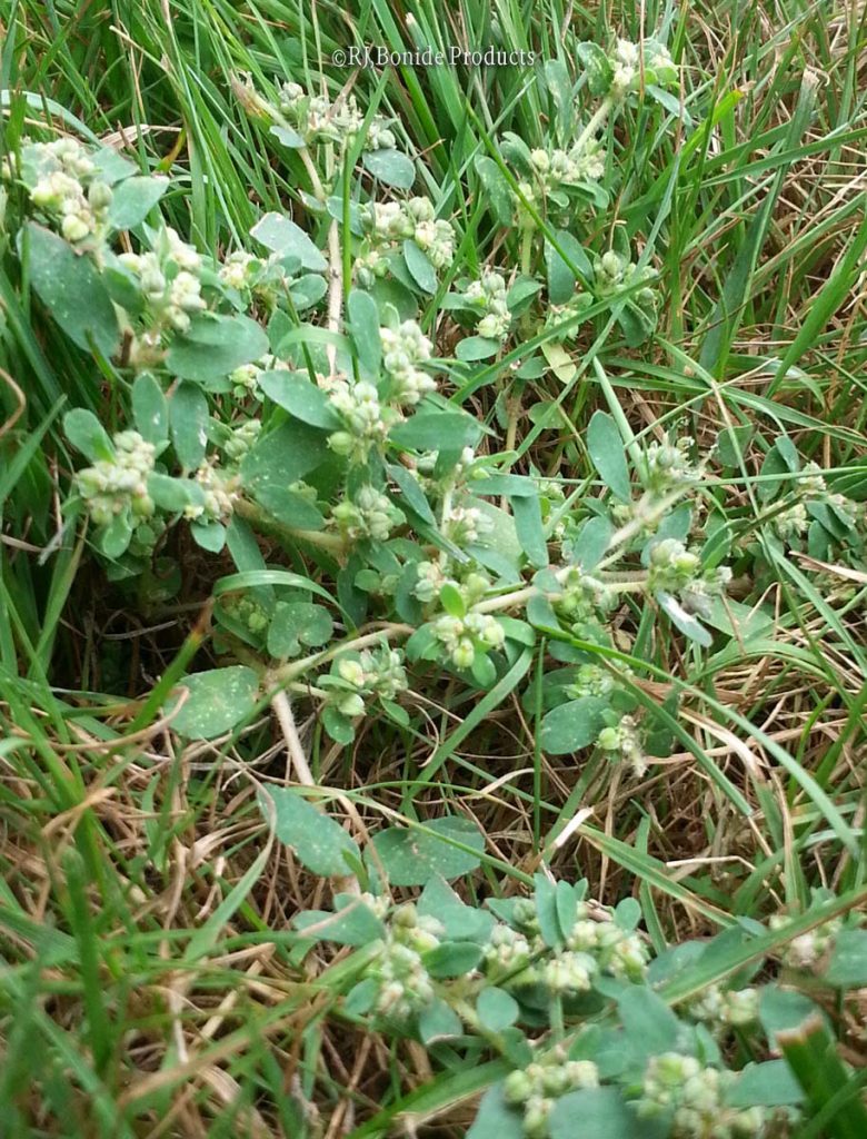 Spurge