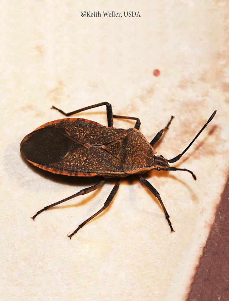 Squash Bugs