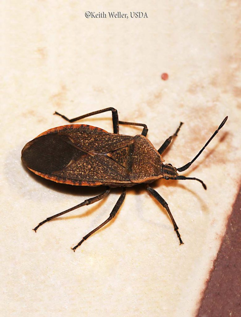 Squash Bugs