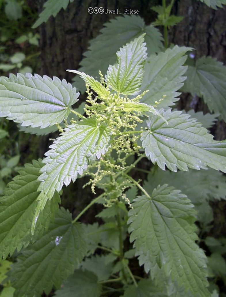 Nettle, Stinging