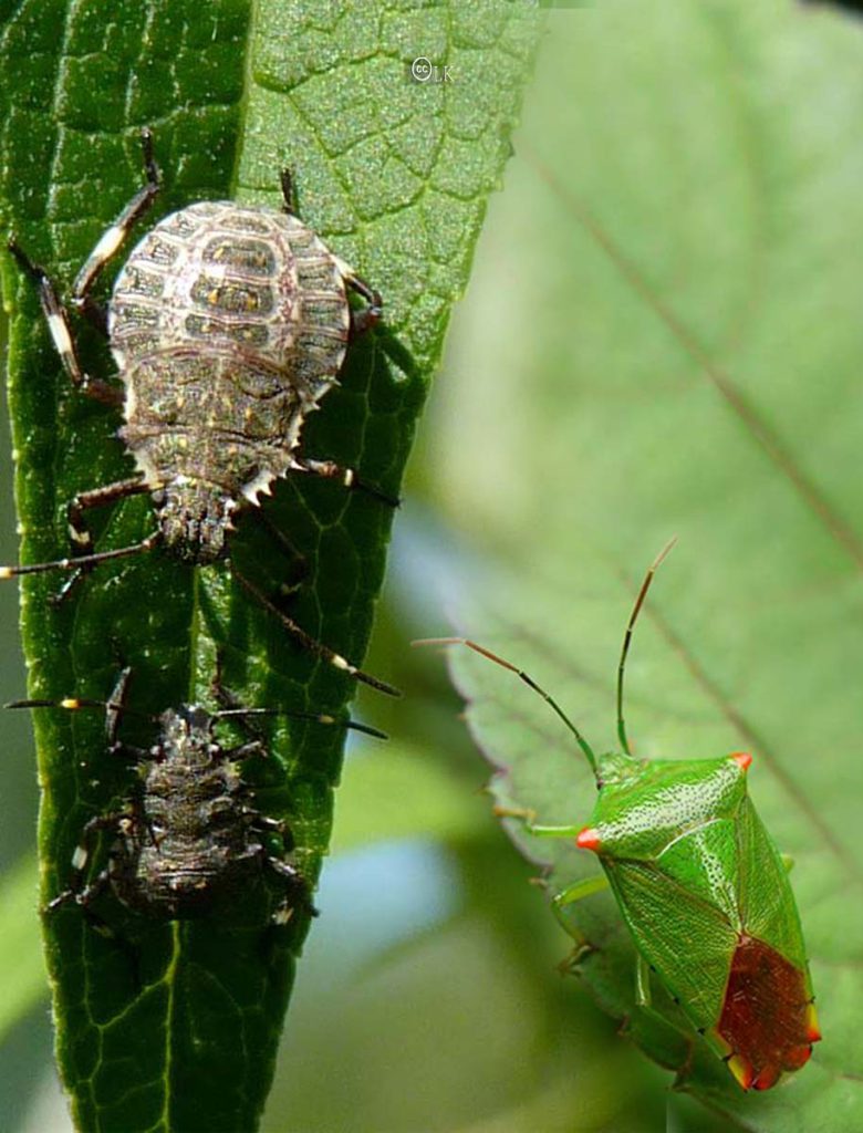 Stinkbugs