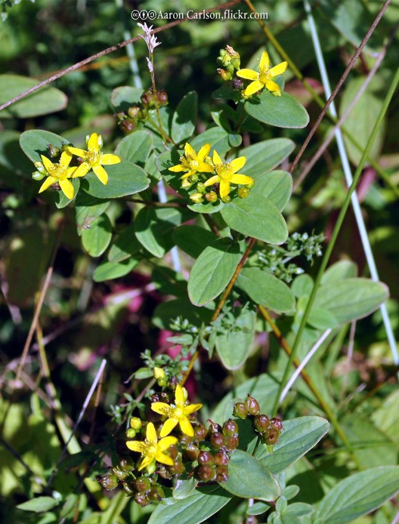St. Johnswort