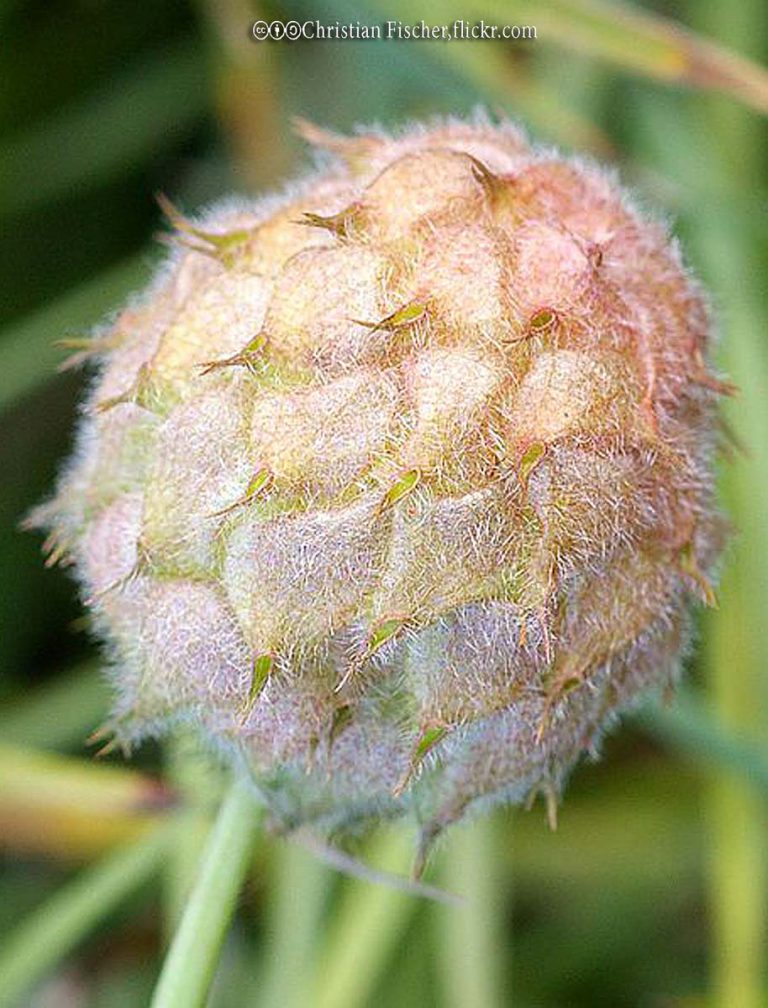 Clover, Strawberry