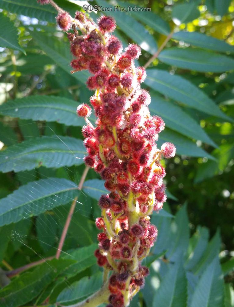 Sumac