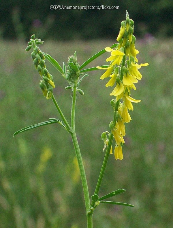 Clover, Sweet Bonide