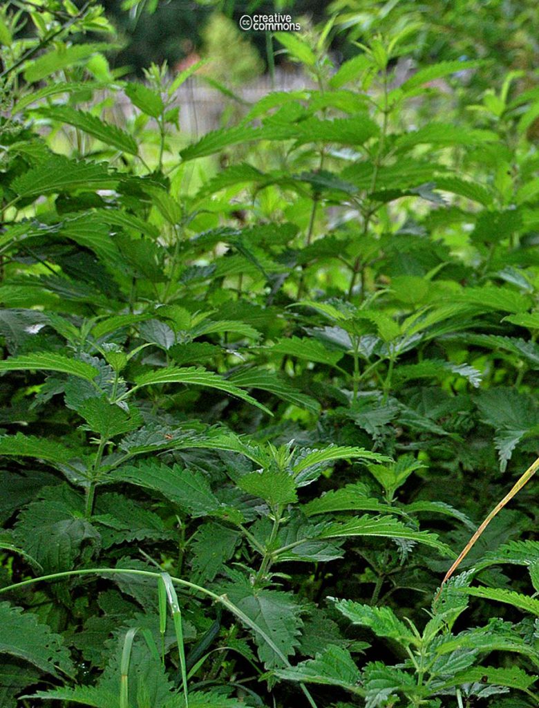 Nettle, Tall
