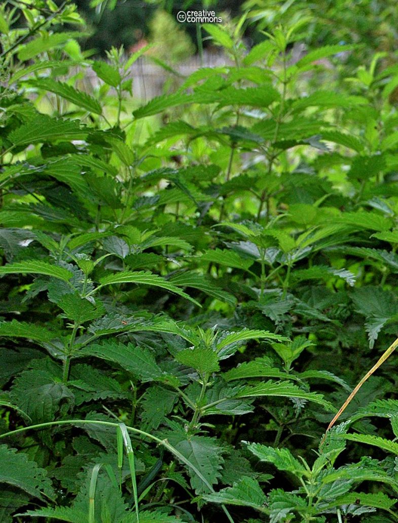 Nettle, Tall