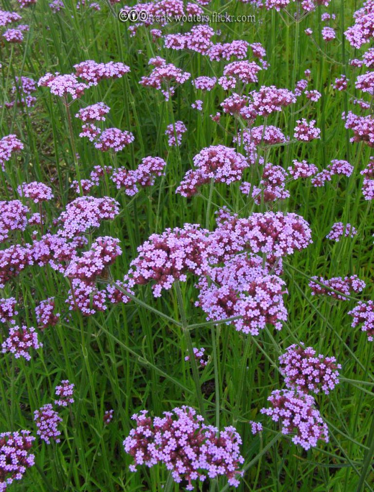 Vervain, Tall