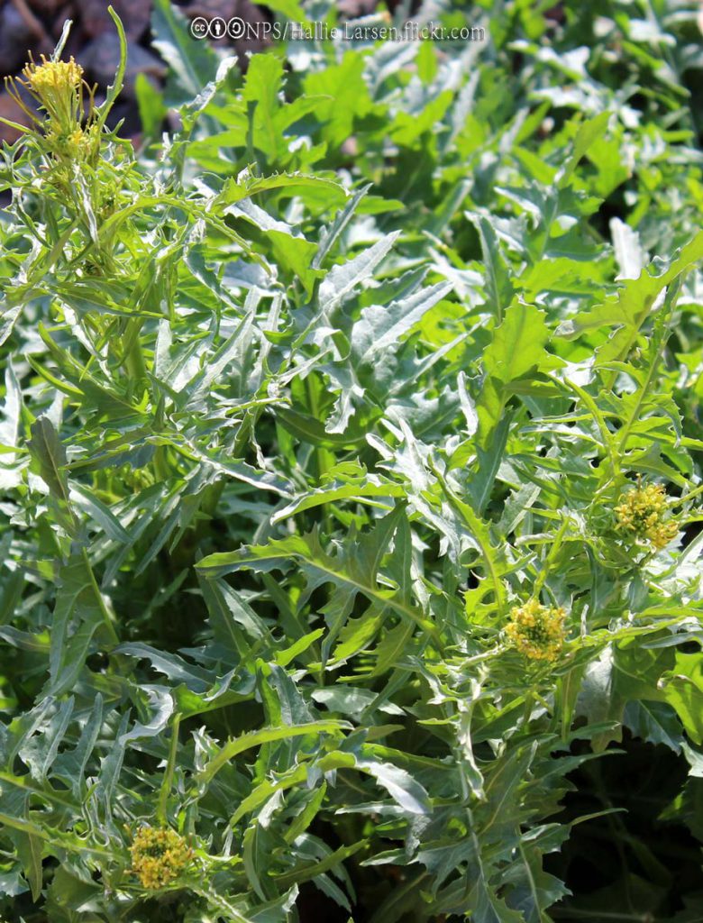 Mustard, Tansy