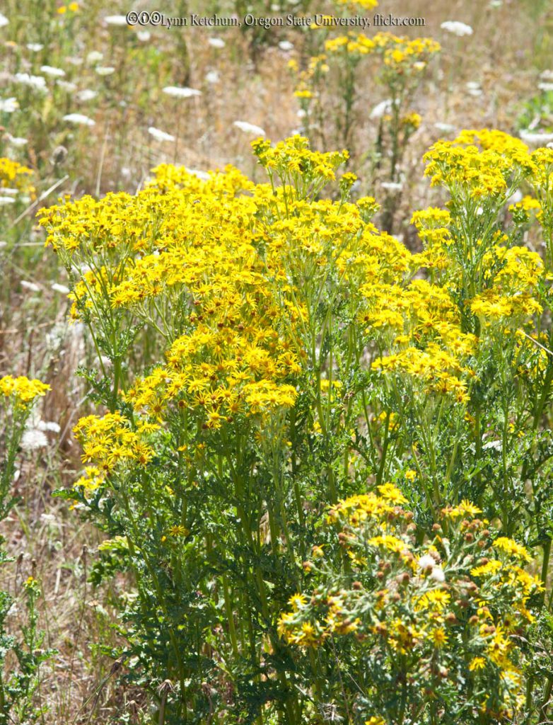 Tansy Ragwort