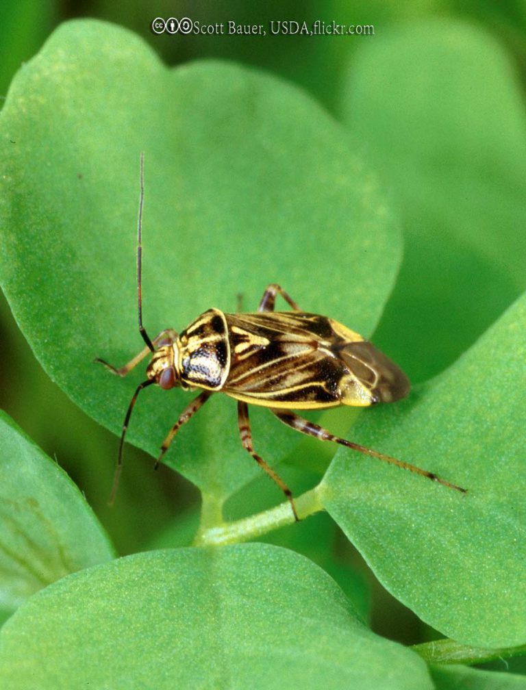 Plant Bugs