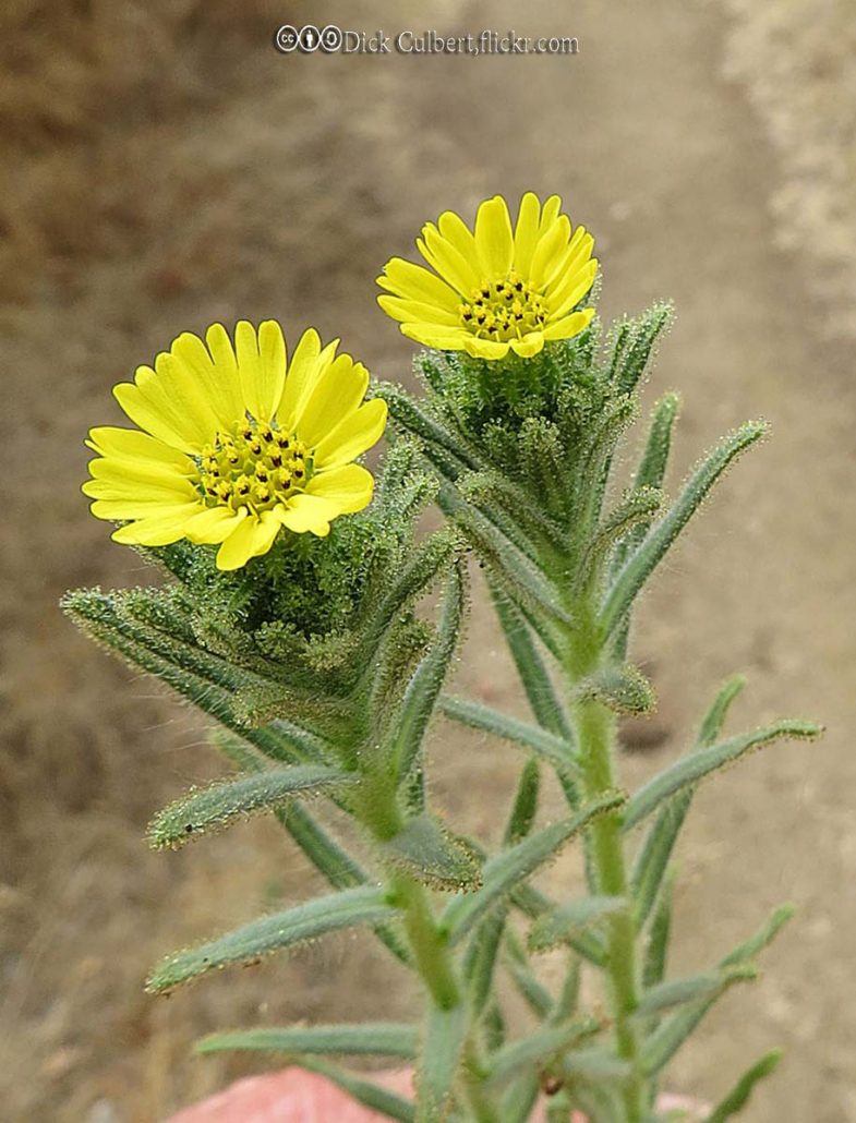 Thistle, Tarweed