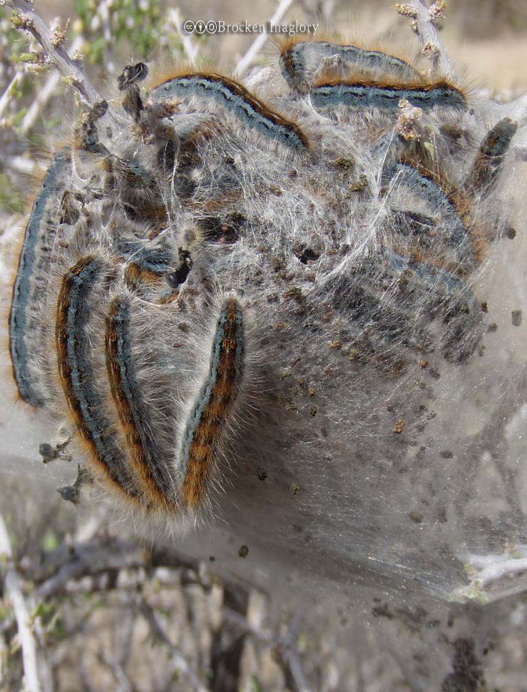 Tent Caterpillars
